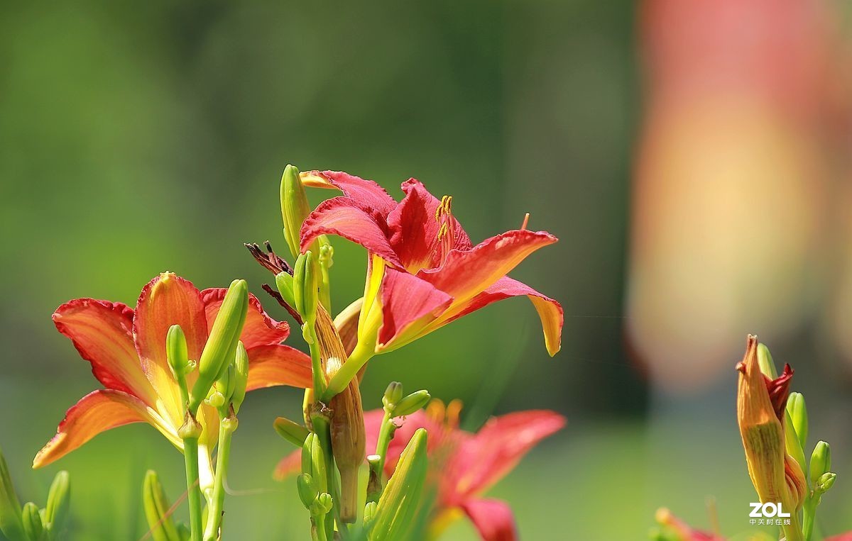 萱草花