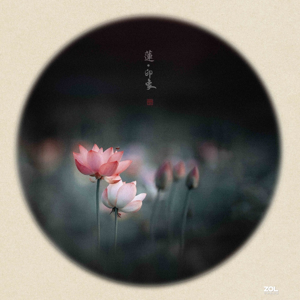 又到一年荷花季—莲  .  印象