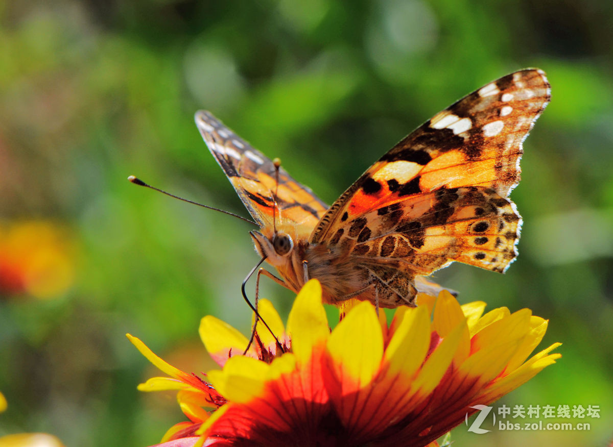 #尼康微距作品赏析第一期#手持拍蝴蝶手持拍蝴蝶