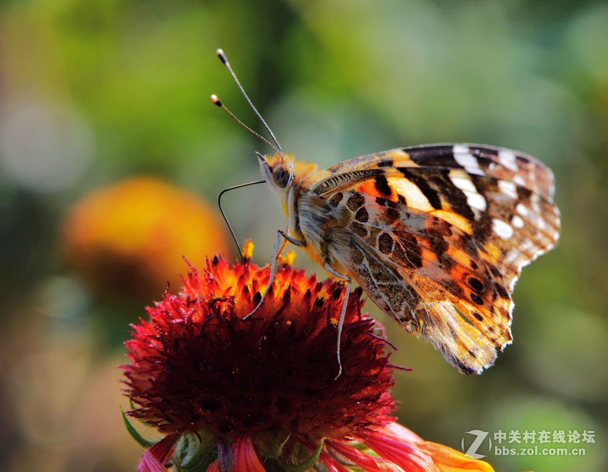 #尼康微距作品赏析第一期#手持拍蝴蝶手持拍蝴蝶
