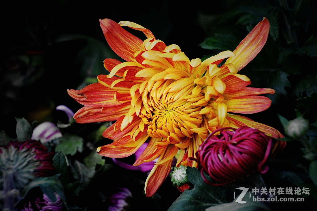 《菊影送祝福》祝菏泽摄影星空(中国)开版大吉，贺文亭老师荣任首版