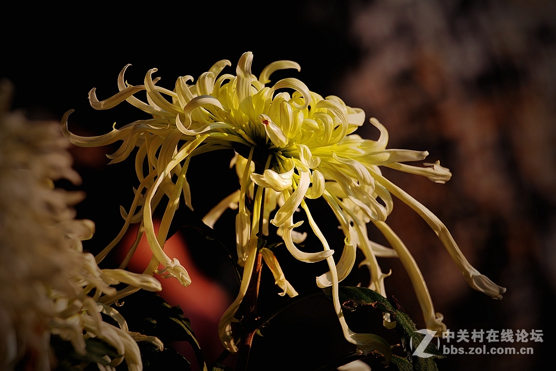 《菊影送祝福》祝菏泽摄影星空(中国)开版大吉，贺文亭老师荣任首版