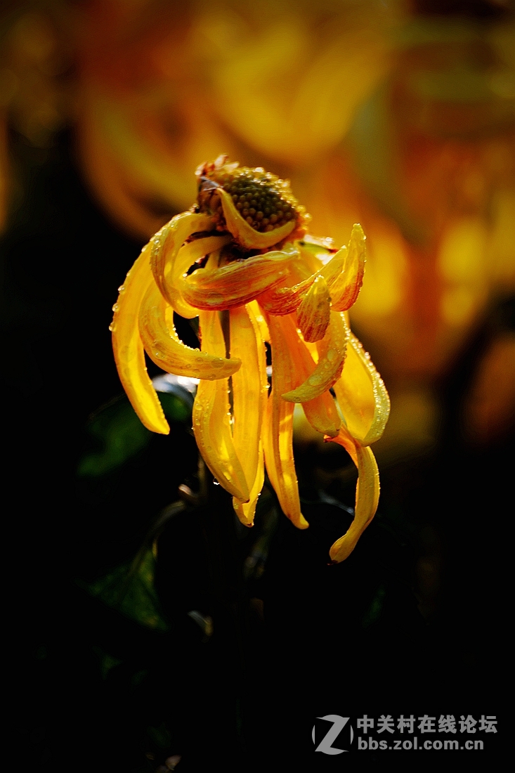 《菊影送祝福》祝菏泽摄影星空(中国)开版大吉，贺文亭老师荣任首版