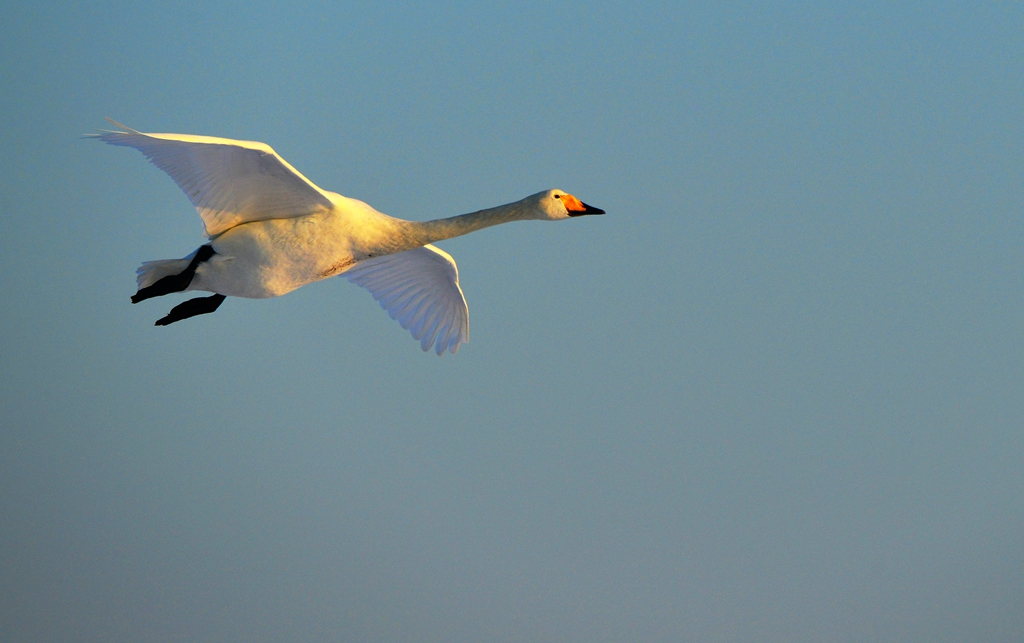 【天使在人间】————————恭贺海版荣获2014年度优秀版主！