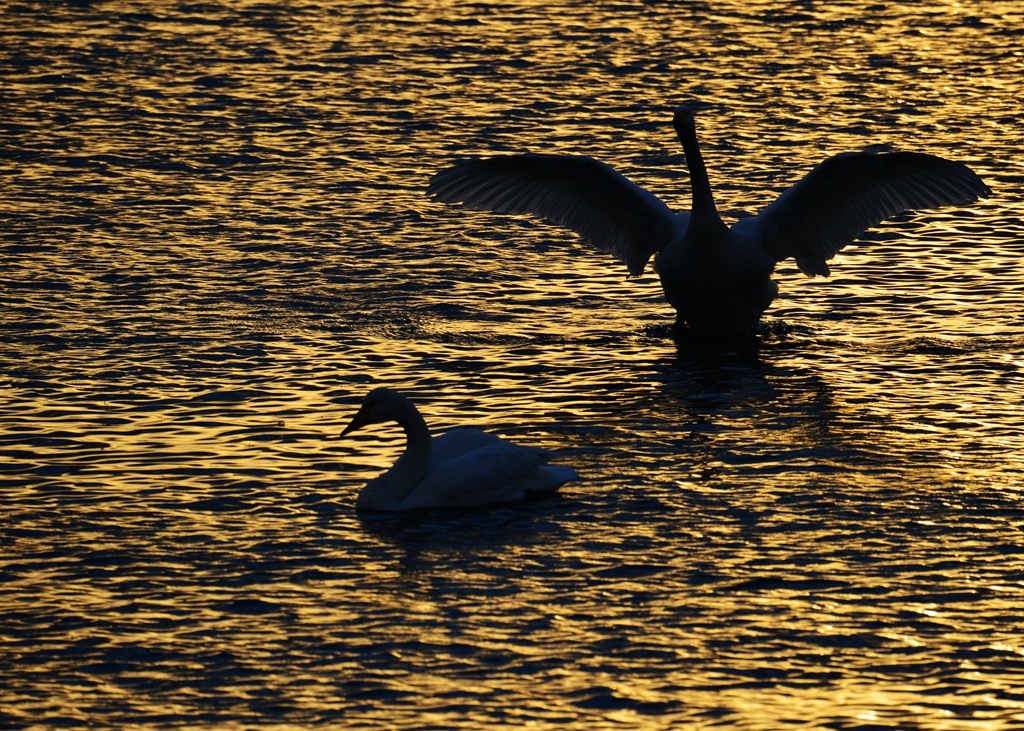 【天使在人间】————————恭贺海版荣获2014年度优秀版主！