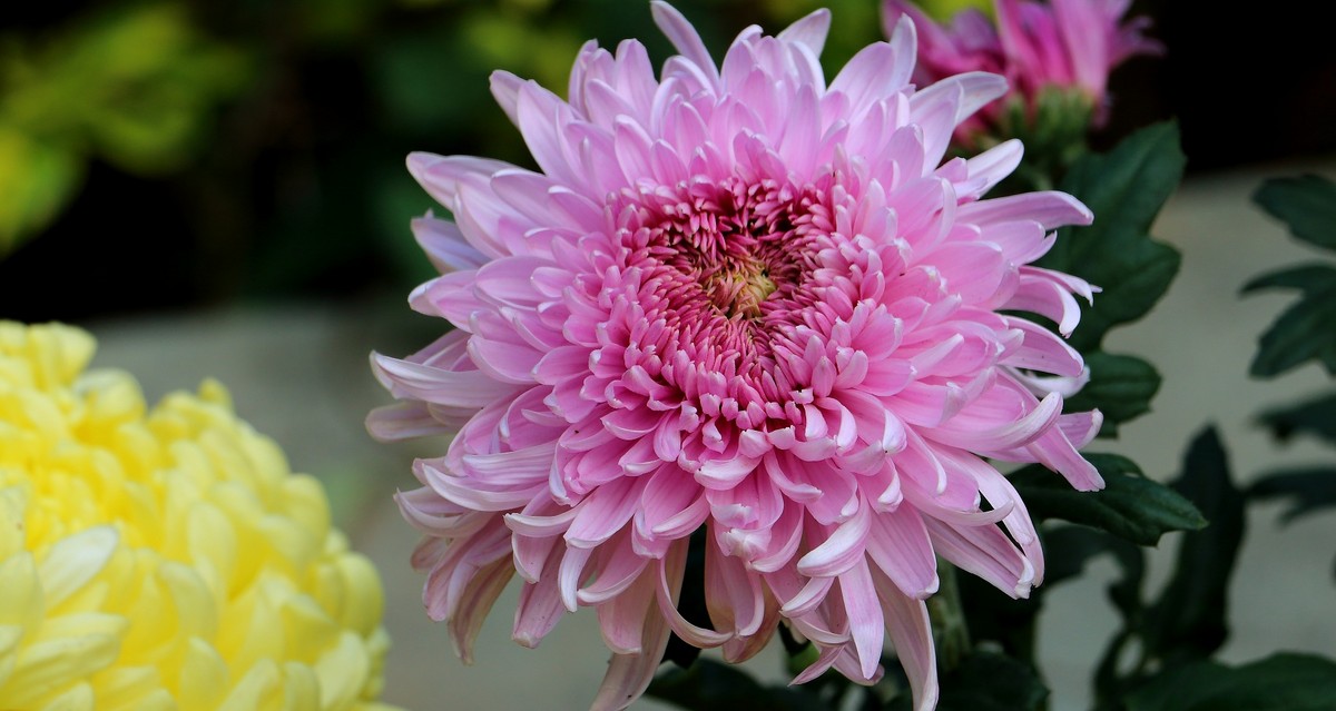 又学发大图：回顾2014