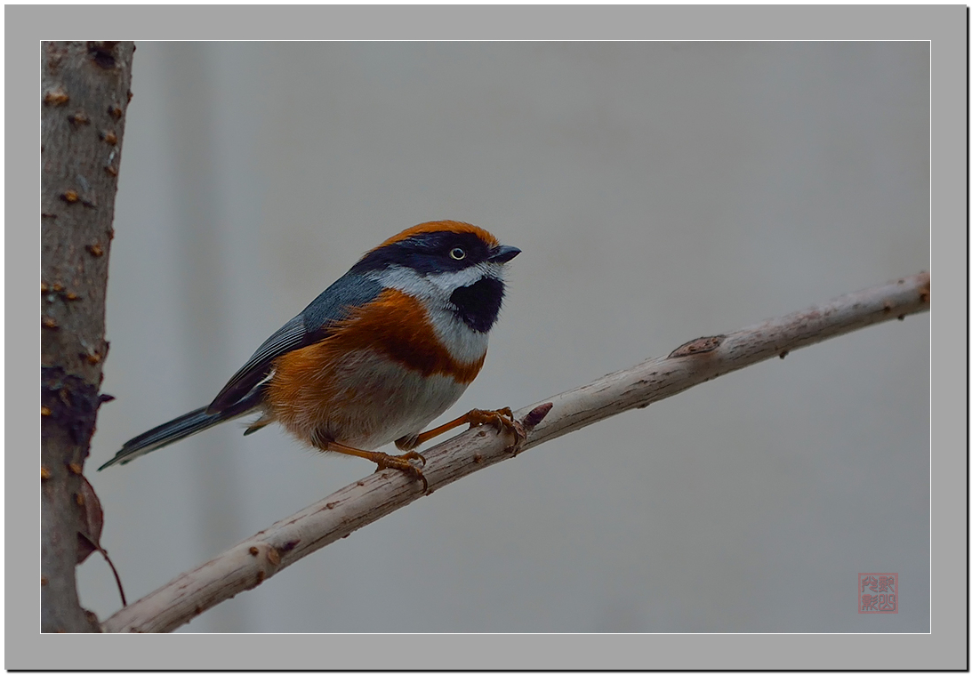 几只小小鸟红头柳莺白红