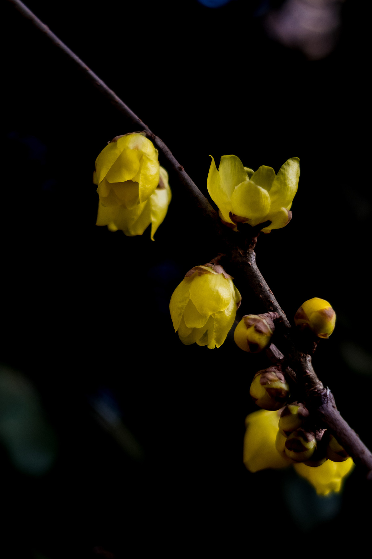 G7X拍腊梅，请大家指点！！