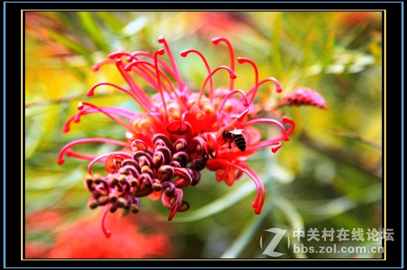 美丽的小花朵风光摄影