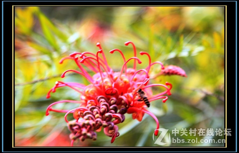 美丽的小花朵风光摄影