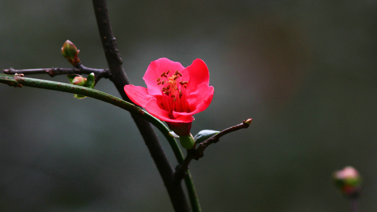 碰运气发大图【花  鸟】