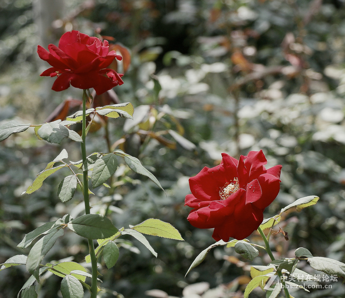 一枝独秀——一组早期练机帖