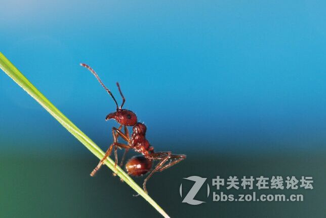 环闪十外闪拍摄蚂蚁