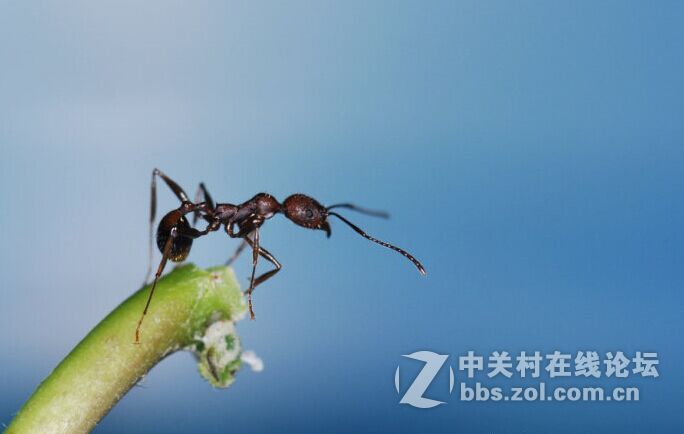 环闪十外闪拍摄蚂蚁