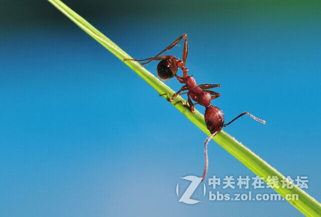 环闪十外闪拍摄蚂蚁