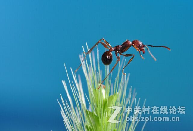 环闪十外闪拍摄蚂蚁