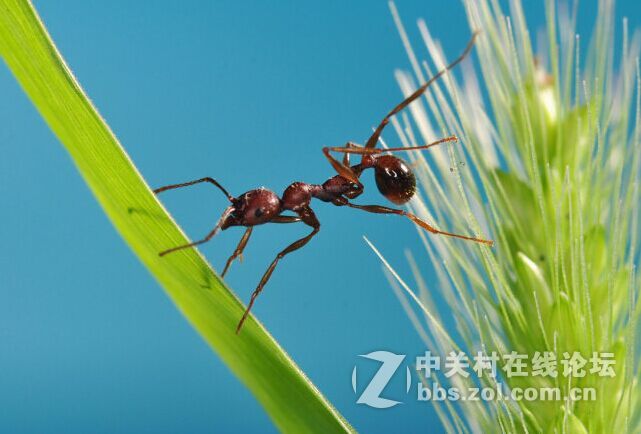 环闪十外闪拍摄蚂蚁