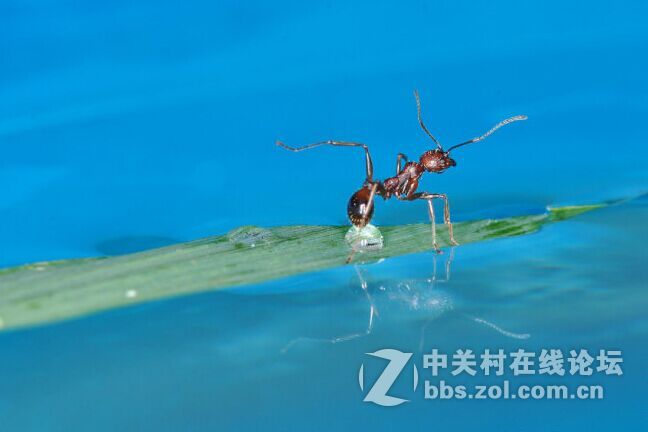 环闪十外闪拍摄蚂蚁