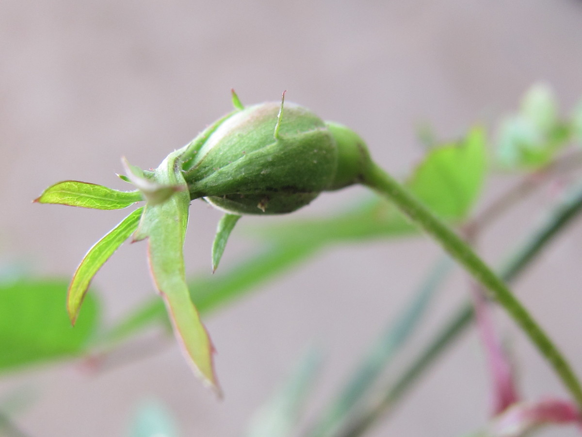 小月季花苞