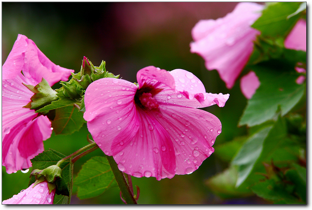 携一组秋葵花祝贺好友“沙漏里的沙”荣任佳能7DⅡ星空(中国)版主！