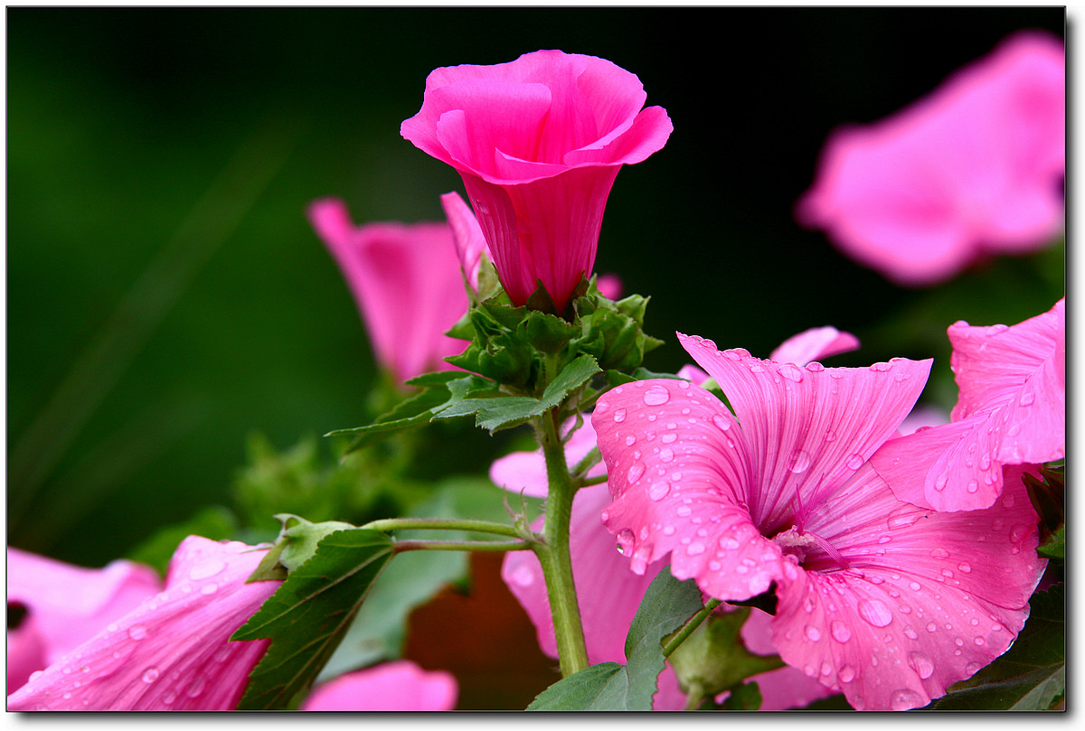 携一组秋葵花祝贺好友“沙漏里的沙”荣任佳能7DⅡ星空(中国)版主！