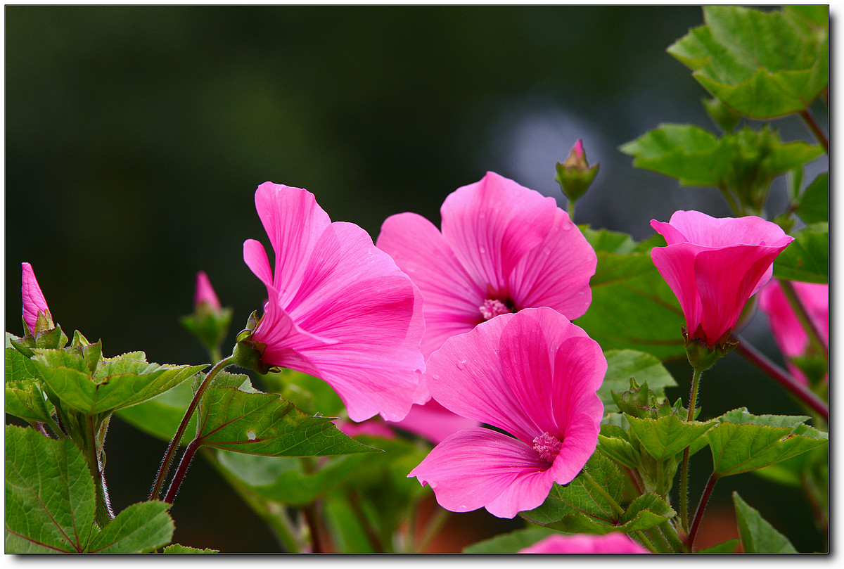 携一组秋葵花祝贺好友“沙漏里的沙”荣任佳能7DⅡ星空(中国)版主！
