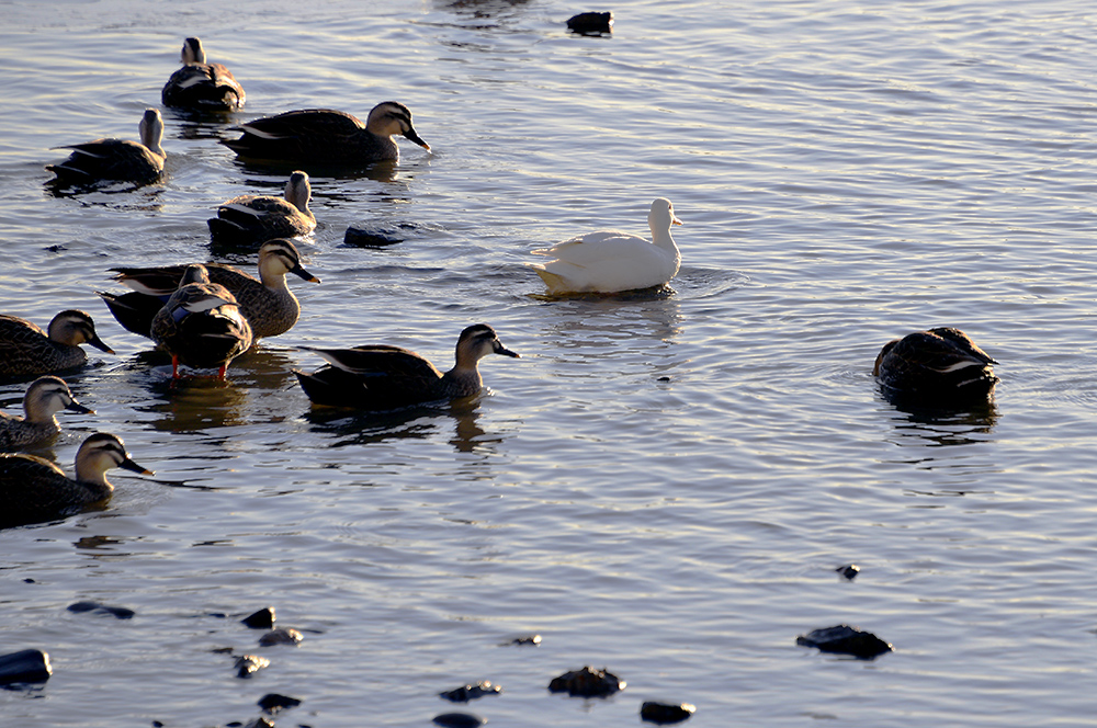 鸭绿江上的白野鸭