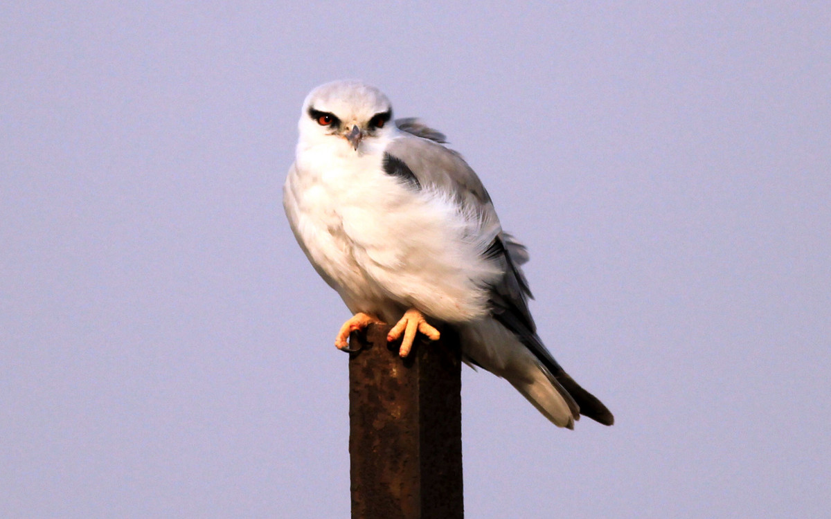 天津大港湿地黑翅鸢