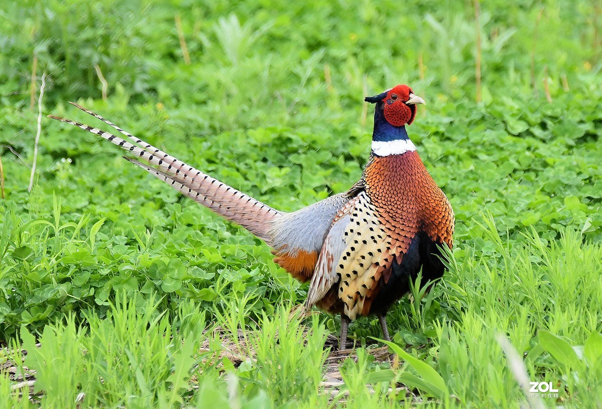 东北雄雉的美。