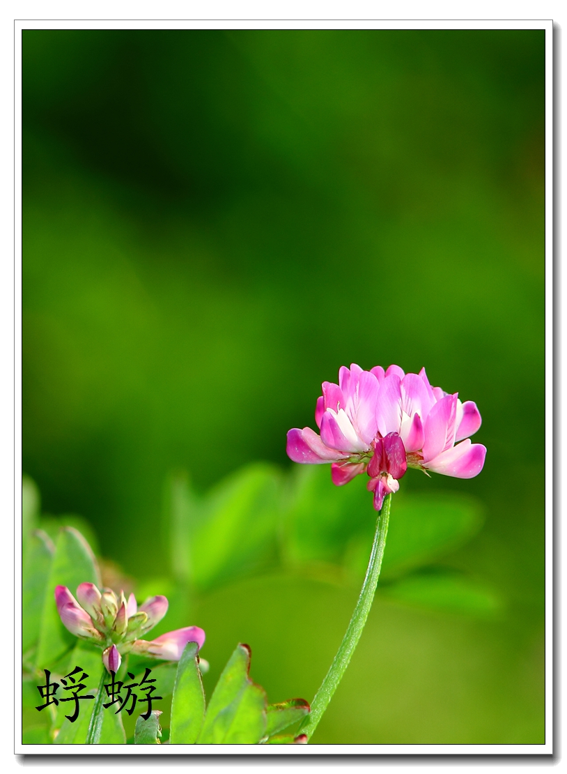 小小黑試鏡紫雲英