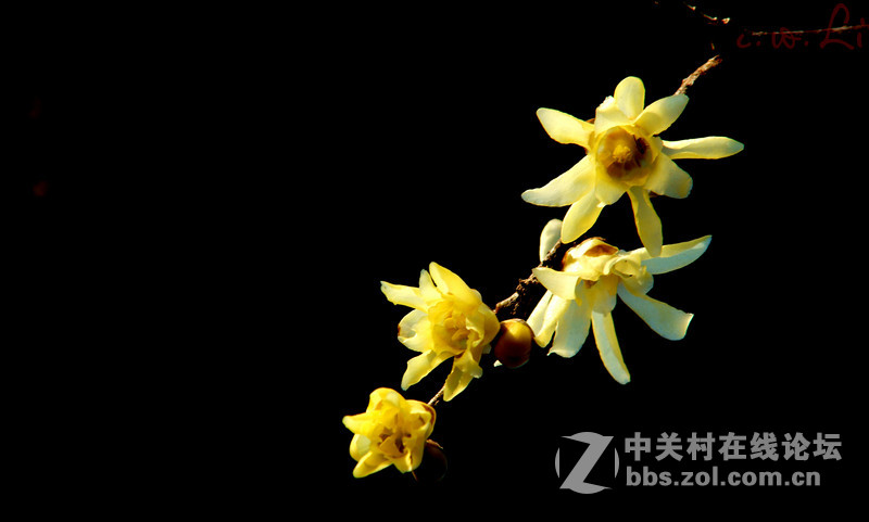 蜡梅花开