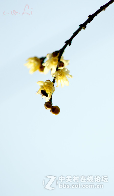 蜡梅花开