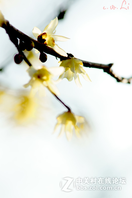 蜡梅花开