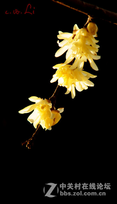 蜡梅花开