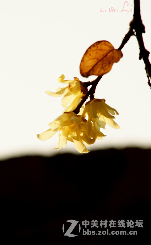 蜡梅花开