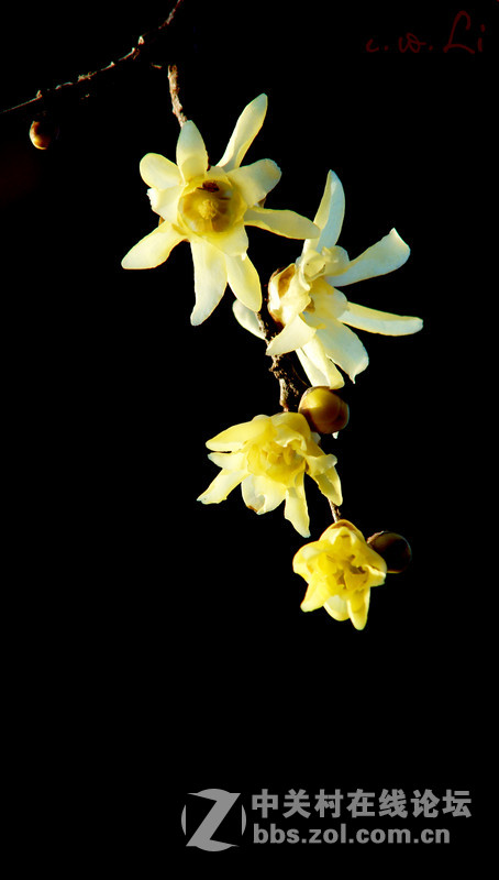 蜡梅花开