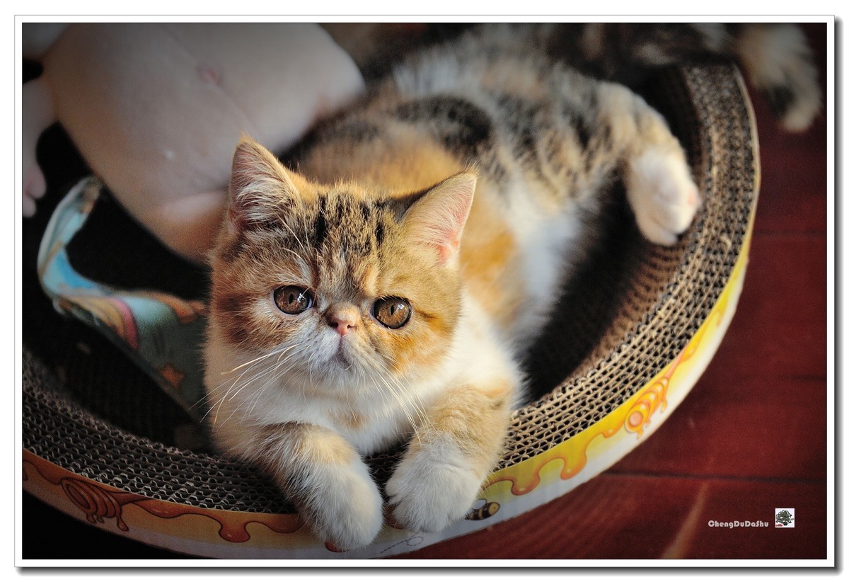 猫咪莎莎【5】