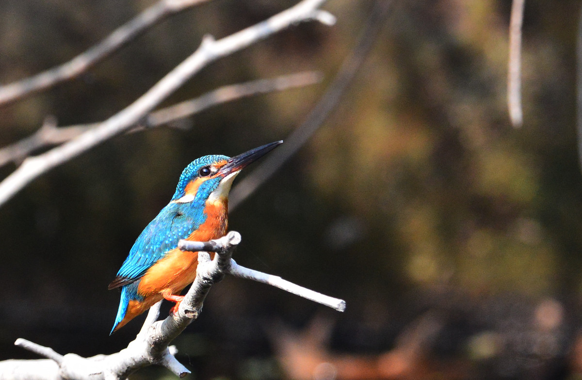试镜头时偶遇小翠