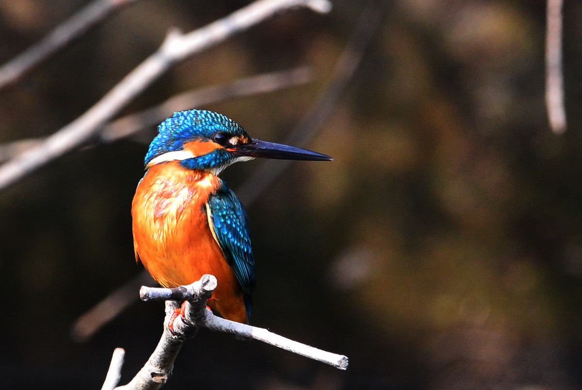 试镜头时偶遇小翠