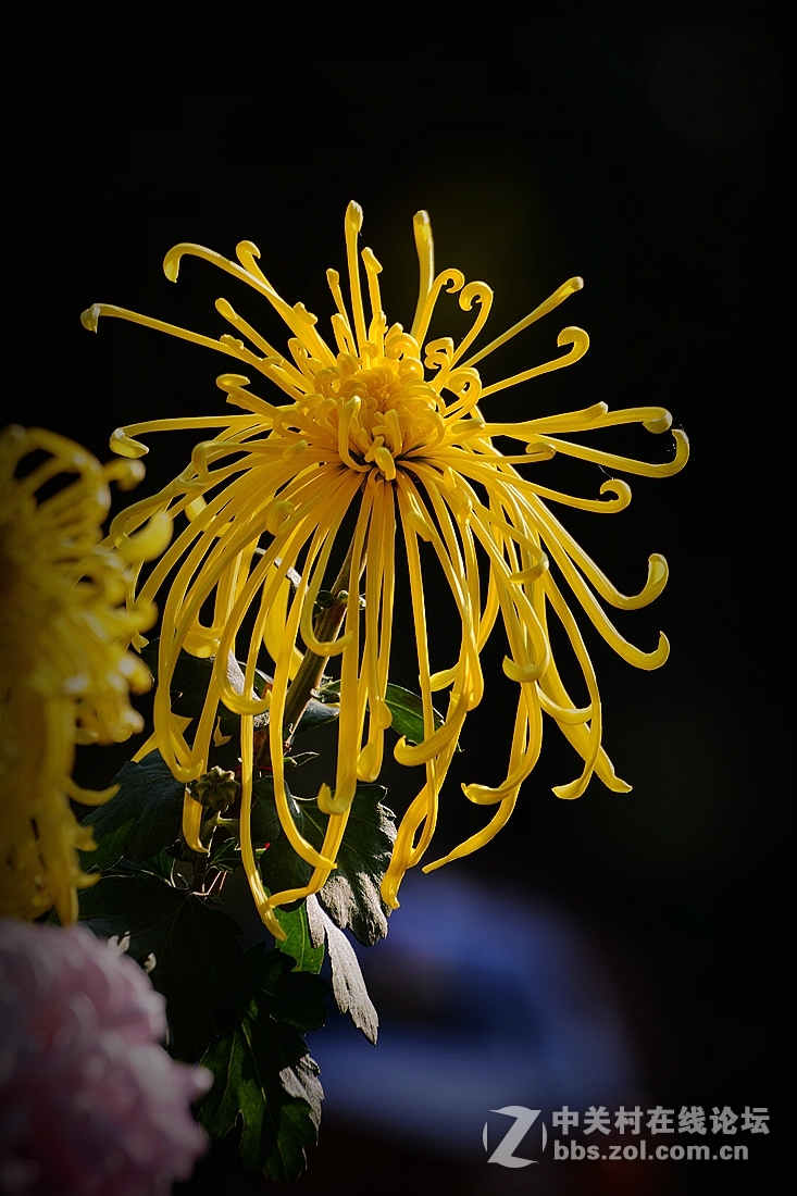 《菊影送祝福》祝菏泽摄影星空(中国)开版大吉，贺文亭老师荣任首版