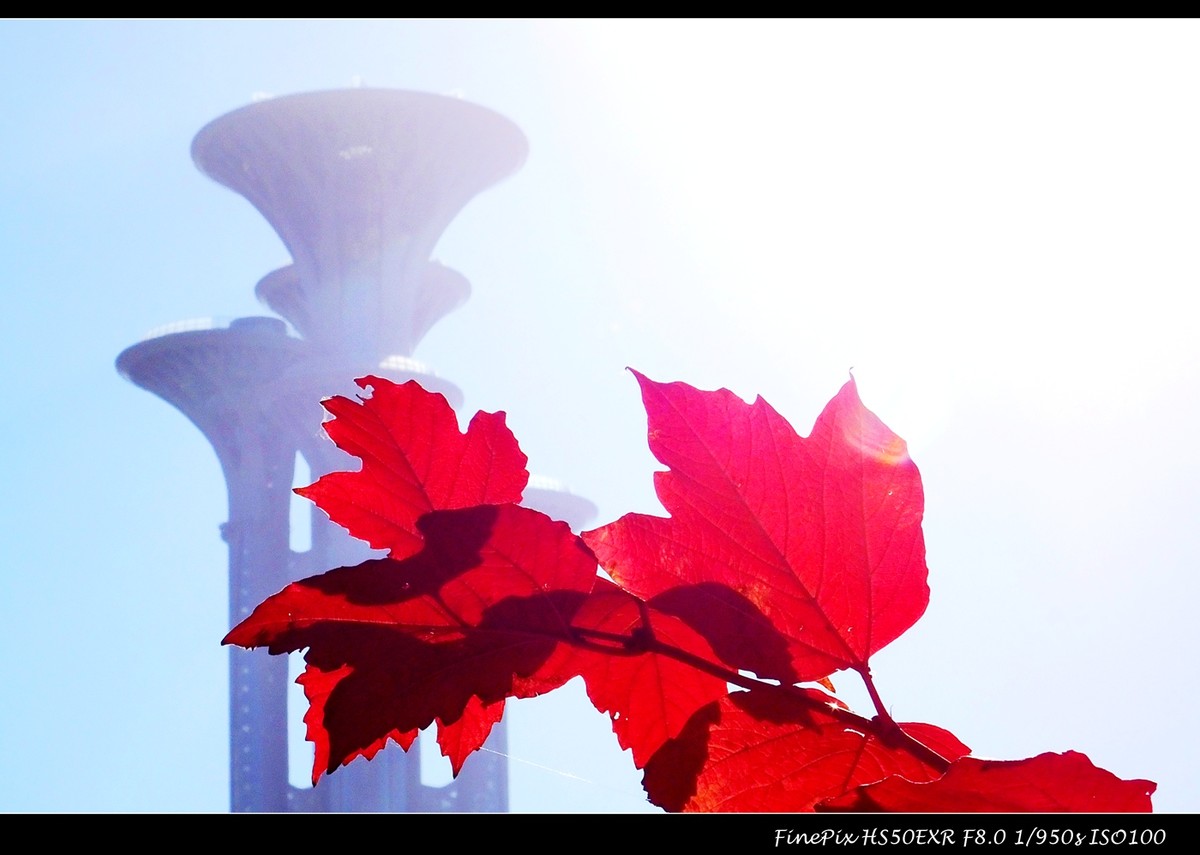 奥体森林公园初冬景色