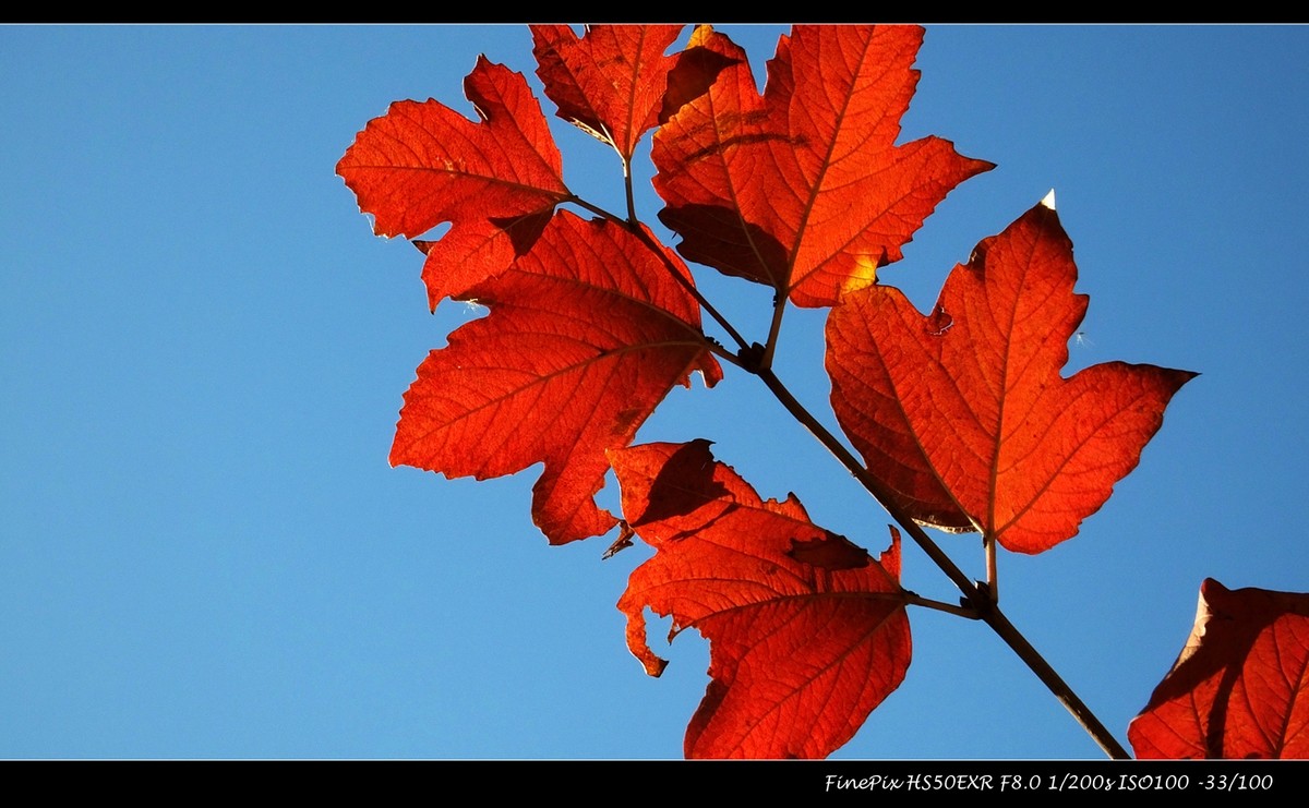 奥体森林公园初冬景色