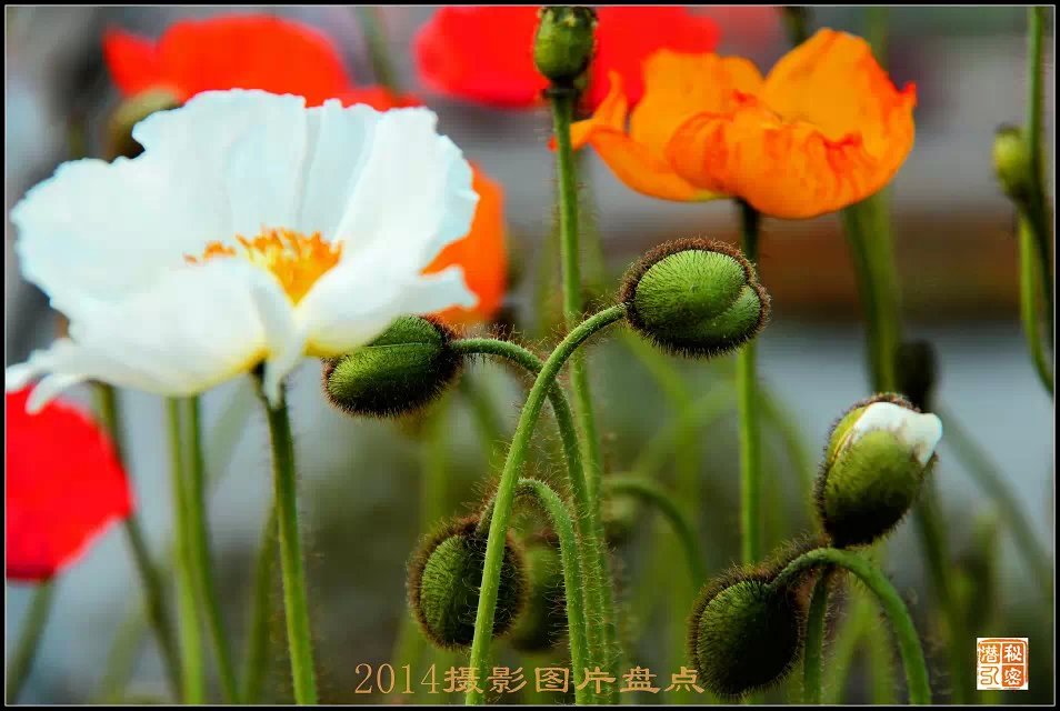 摄影—2014年摄影图片盘点