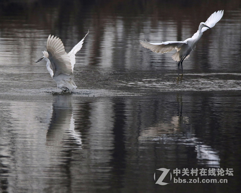 白鹭