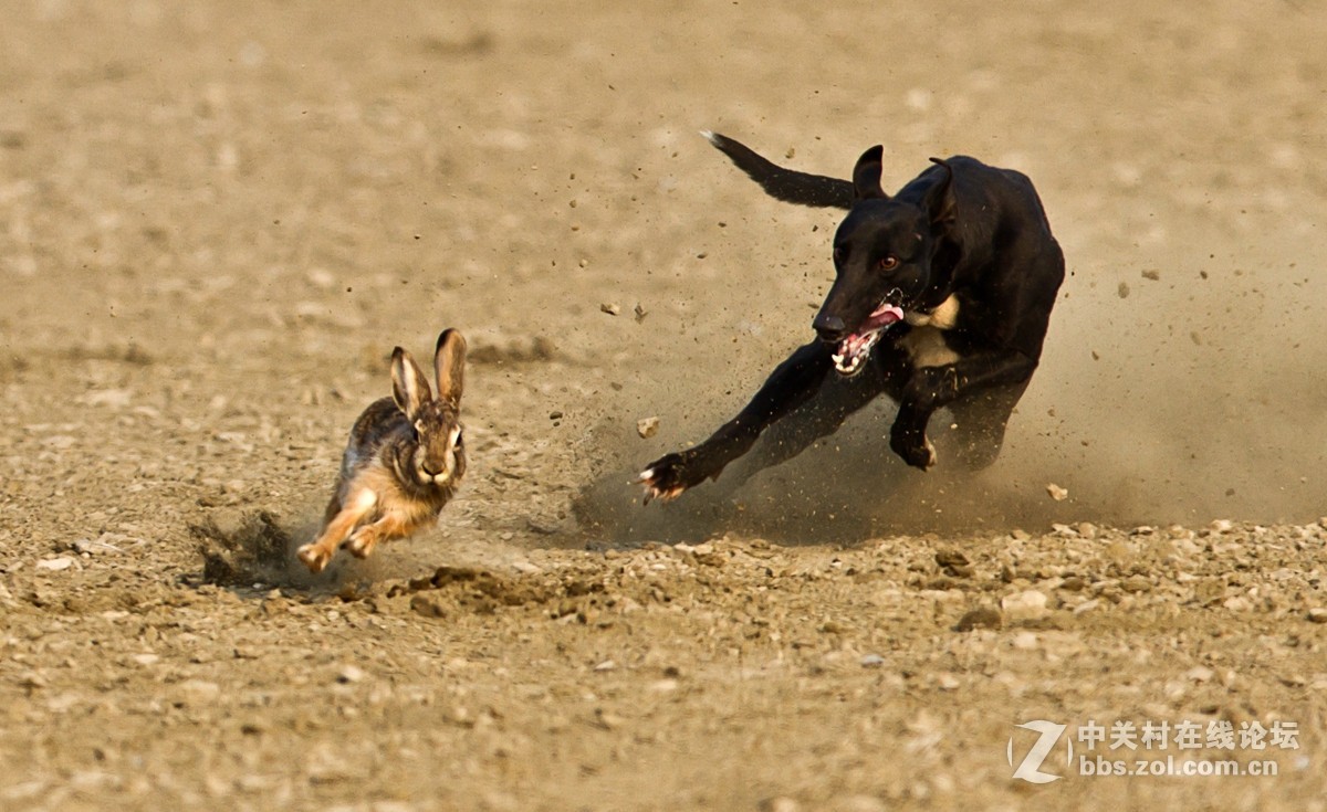 一组狗追兔3---祝柯达论坛红红火火.-中关村在线摄影论坛