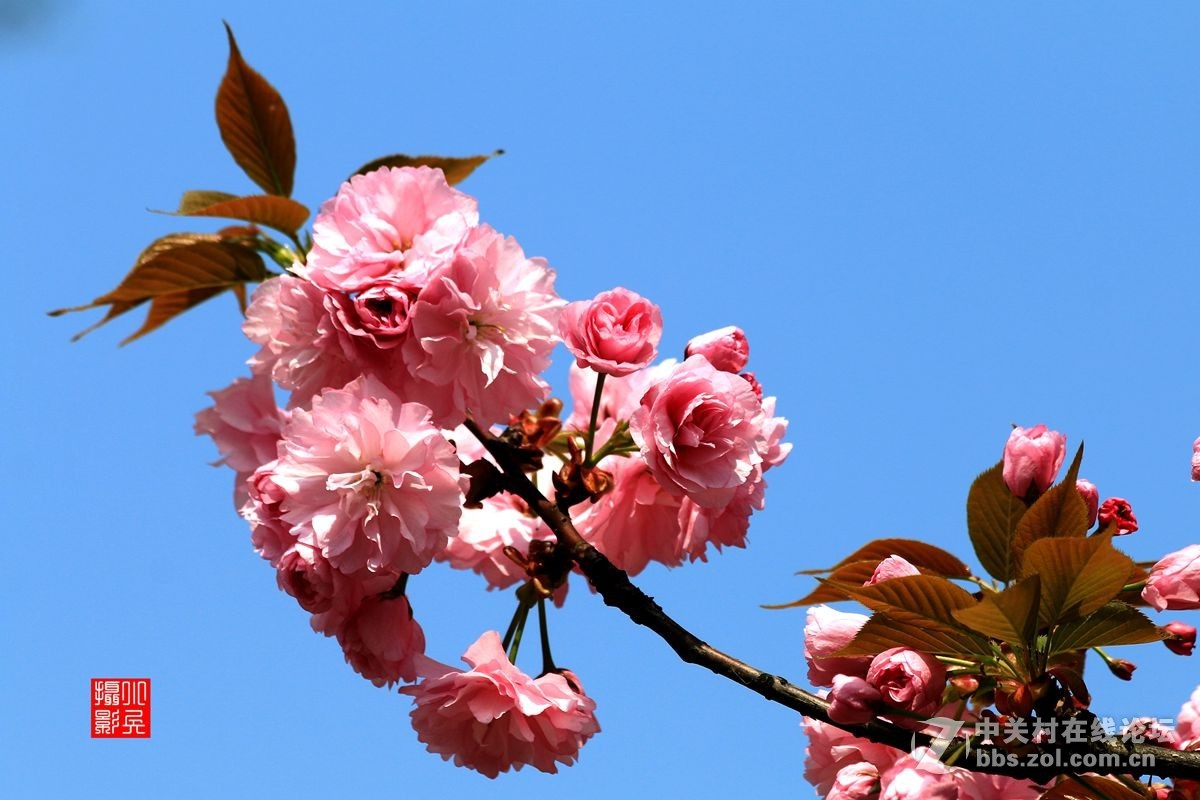 15年004帖——樱花