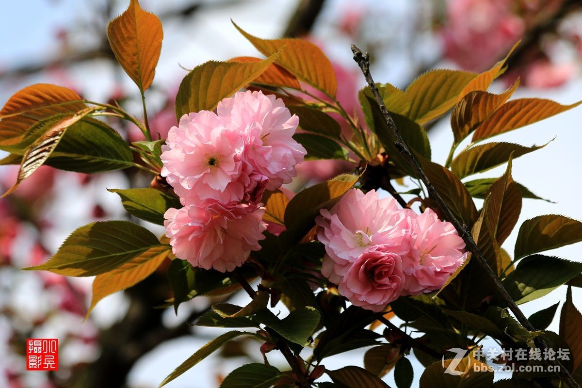 15年004帖——樱花