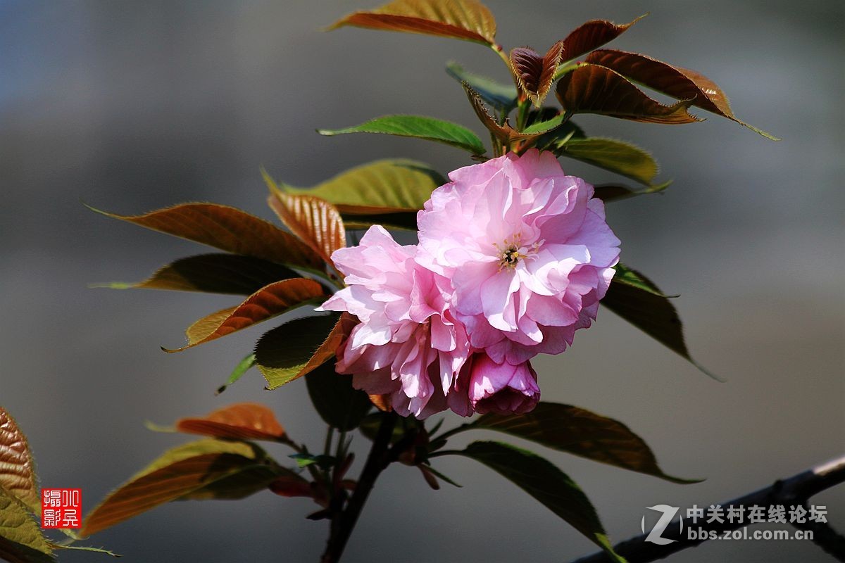 15年004帖——樱花