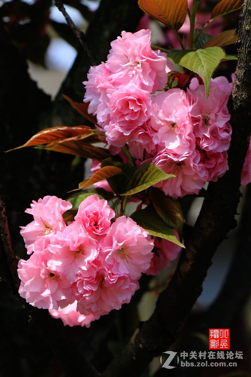 15年004帖——樱花