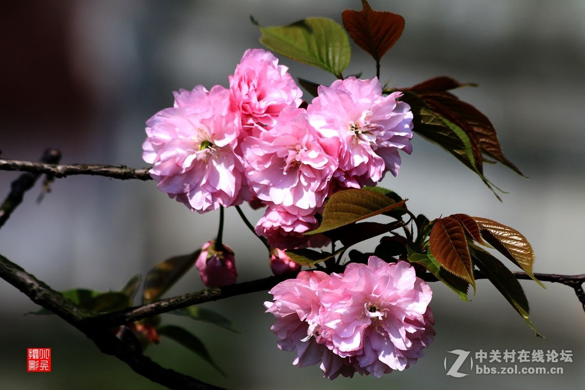 15年004帖——樱花